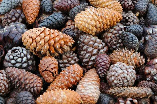 kiefer zapfen  pine cones 03